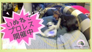 ペット初心者とミニピンが子猫を保護したら。【犬猫プロレス編】