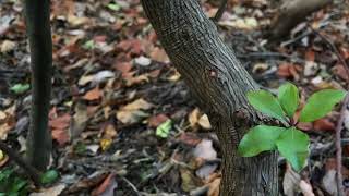 Gary Peacock and Sunset Colors