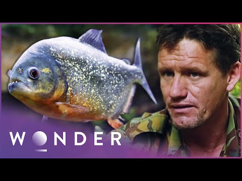 Piranha Hunting In Amazon Rainforest: SAS Jungle Survival Tactics | Unbreakable | Wonder
