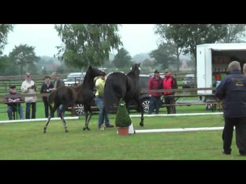 Sudweyher Fohlenschau 2011 - Kat.-Nr. 42: Stutfohlen v. Fürst Romancier - Hohenstein