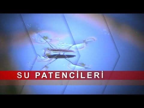 Doğadan Keşfe - Su Patencileri