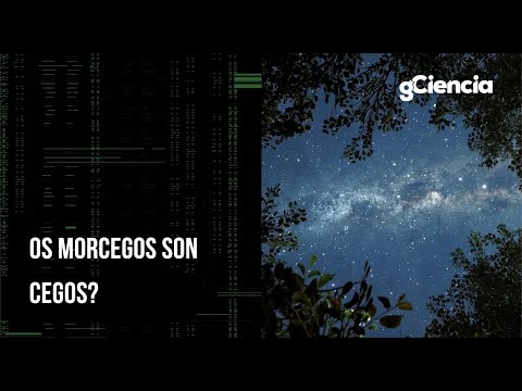 Vídeo: Son cegos os morcegos?