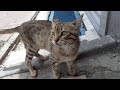 Very Sweet And Loving Male Tabby Cat Wants To Eat