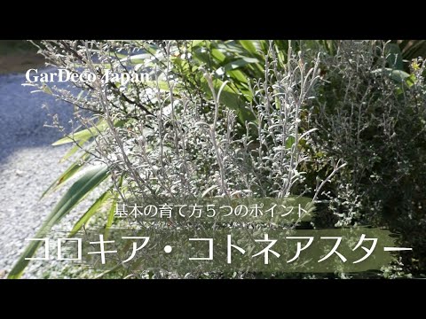 コトネアスター、コトネアスター 植物