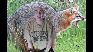 noble heart - phox (cover)