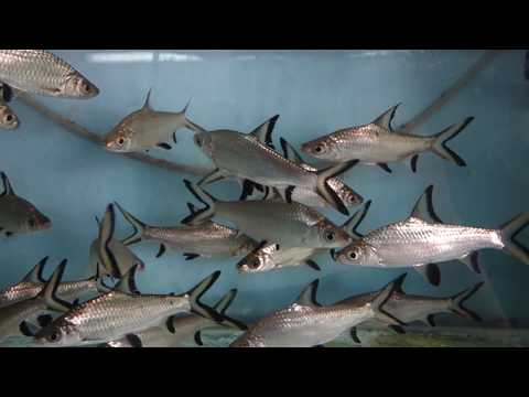 Watch Video on YouTube