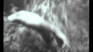Sparklehorse – Gold Day