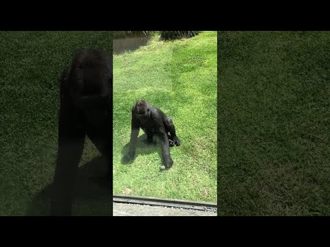 Gentle Gorilla Checks on Injured Bird || ViralHog
