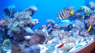 preview picture of video 'MALAWI BARLINEK - Dostawa ryb i koralowców'