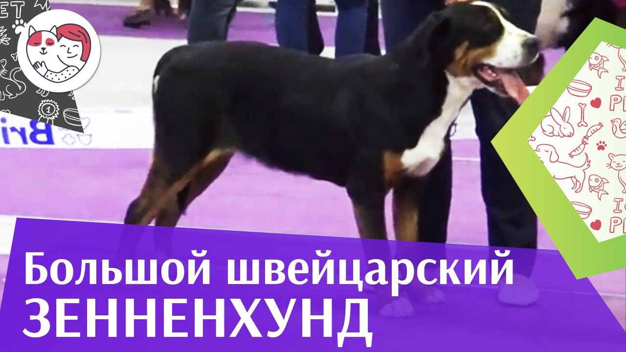 Большой швейцарский зенненхунд на ilikepet. Особенности породы, уход