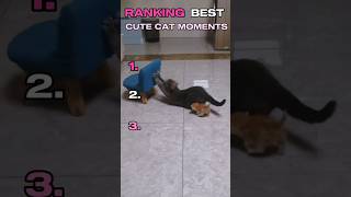 Ranking Best Cute Cat moments #cute #funny #pets #funnycats #cat