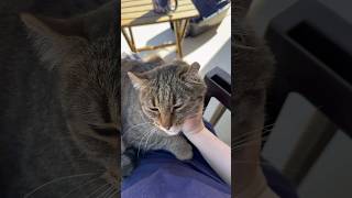 Pawla’s Videos With Audio 😍🫶🏼 My Little Backyard Bestie 🐱 Part 2 ✌🏼