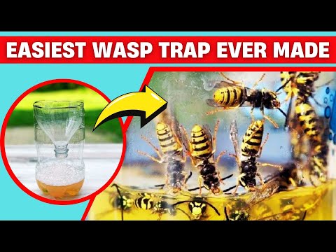 How to Make A DIY Wasp Trap Easily 🐝✅ Safe for Kids & Pets!