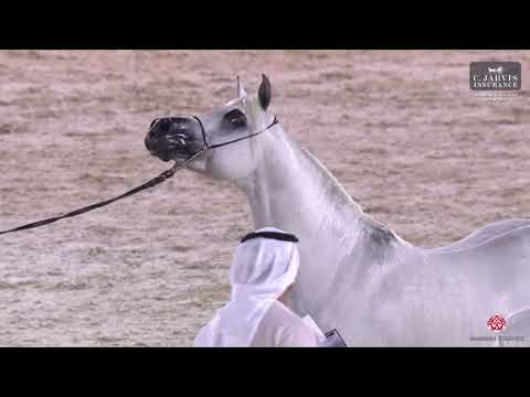 N 87 MUHEEB AL RASHEDIAH   Bahrain Breeders Show 2023   Stallions 4+ Years Old Class 8B