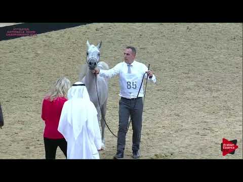 N 85 MAGIDAA AL RAYYAN   21st Qatar National 2018   Yearling Fillies Class 3B