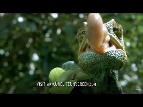 Chameleon Tongue In Slow Motion One Life Bbc Earth