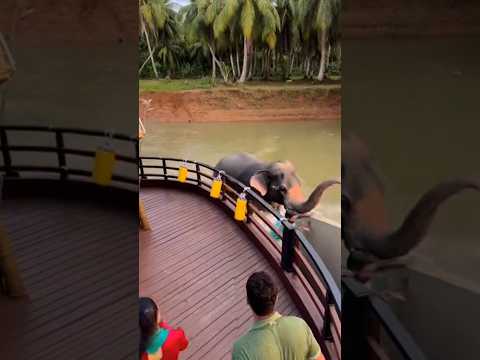 “Elephant Attacks  Houseboat