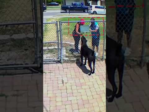Cane Corso Vs Delivery Guy!