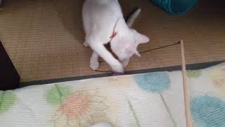おもちゃを咥えて持っていくあめちゃん