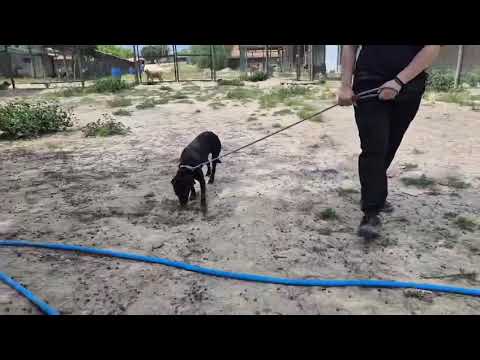 Vídeo de ALMA
