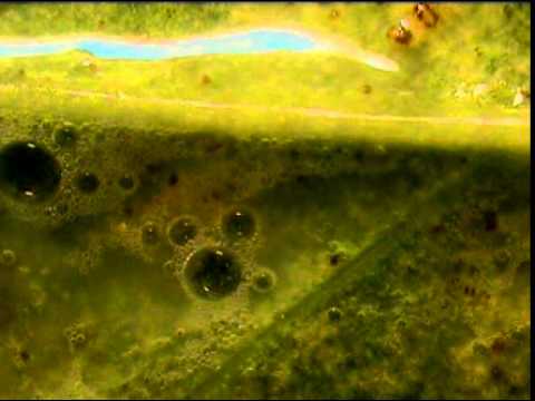 Eco-Mite-25%-Post-trt-2-Two-Spotted-Spider-Mite