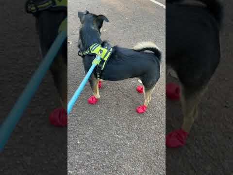 Our Review for Pawz Rubber Dog Boots