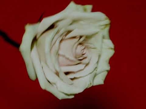 Fintan — Language (Lyric Video)