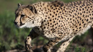 Animals you know💖💙❤️💚💜👍 | Cheetah 🐆 Lion🦁 Tiger 🐅 Giraffe 🦒 Elephant 🐘 Peacock 🦚 Hippo, Emu #animals