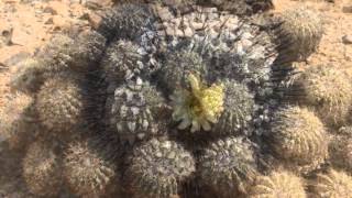 No Pretendo.  Gloria Estefan