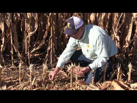 Marion Calmer Corn Harvest Tip 2018 - The Importance of Residue Management