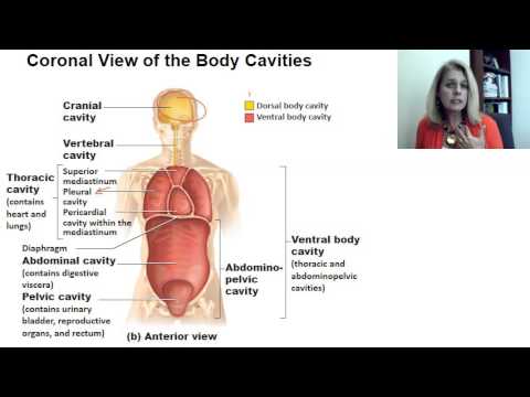 7Body cavities and membranes