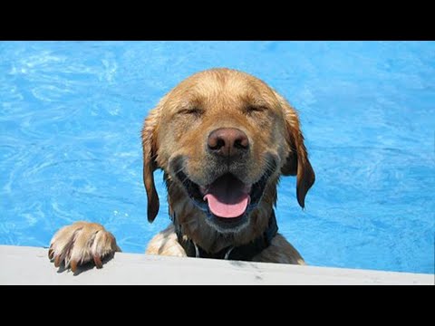 Un chien surexcité devient fou pour son premier été Vidéos drôles de chiens