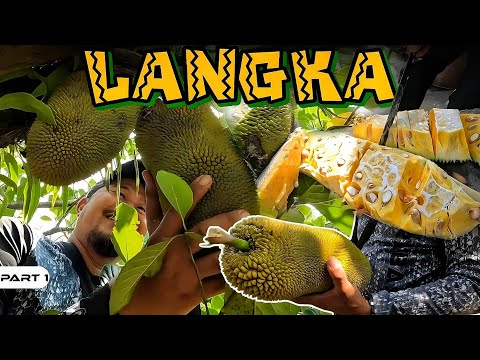 EP961-P1 - Jackfruit Harvest