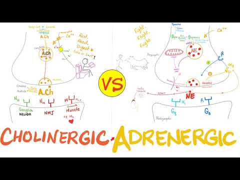 Cholinergic vs. Adrenergic Nerve Fibers - Parasympathetic vs. Sympathetic Nervous System - Neuro