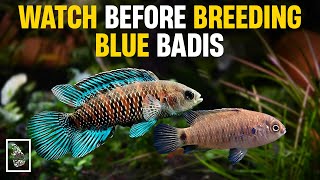 How to Breed Blue Badis (Badis badis) and Fry Care | Serendib Aquatics