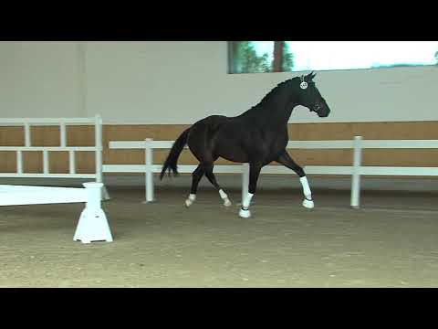 29. Mecklenburger Körtage - Kat.Nr. 07 Hengst v. Detori