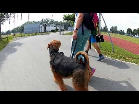 Hundeführerscheinprüfungen Juni 2017