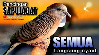 Download lagu PERKUTUT LOKAL GACOR suara besar - PANCINGAN BUNYI UNTUK SEMUA JENIS BURUNG PERKUTUT (💯%AMPUH) mp3