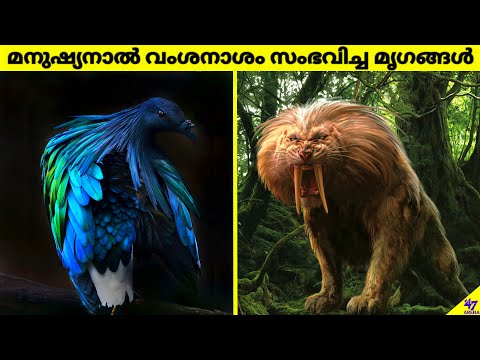 Amazing Animals That Went Extinct Because of Humans | Facts Malayalam | 47 ARENA
