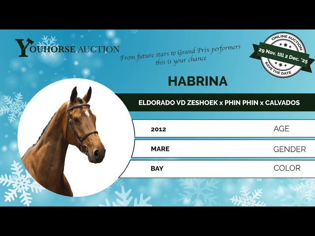 Habrina showvideo sand Valkenswaard