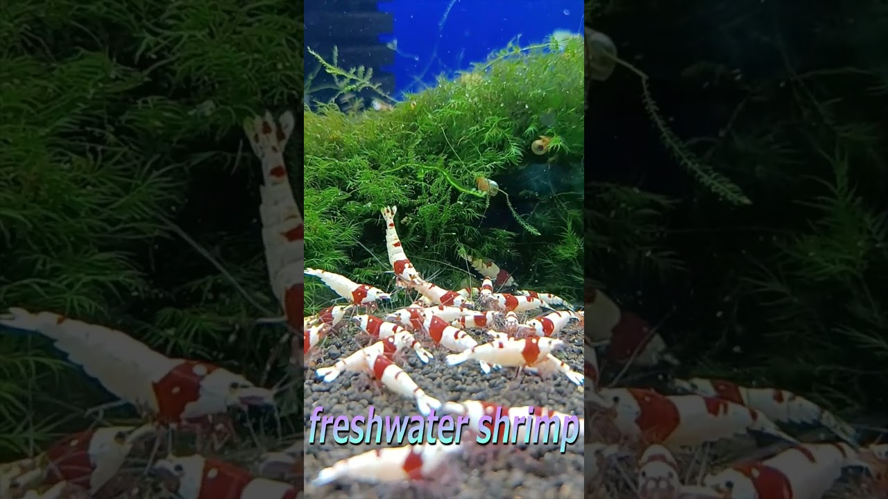 Red bee shrimp ～旋風（せんぷう）～ #レッドビーシュリンプ #旋風 #アクアリウム #aquarium