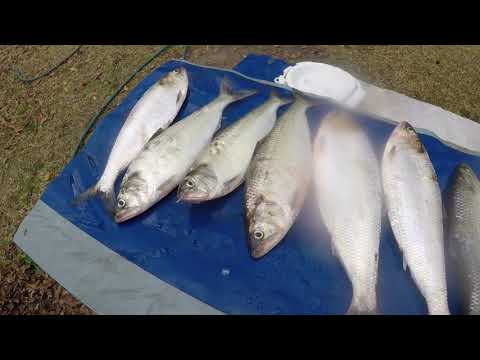 Bank Fishing For American Shad.