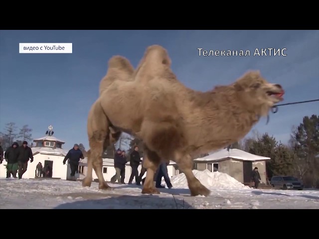 Ангарских шаманов осудили на федеральном уровне