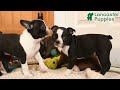 Boston Terrier dogs for sale: Macy - Video 1