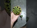 Lotus Flower Life Cycle ️ ️lotas