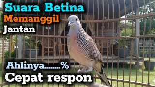 Download lagu Pancingan perkutut betina memanggil jantan mp3