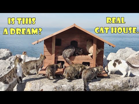 Wir überraschten streunende Katzen mit einem Katzenhaus mit 7 Schlafzimmern.