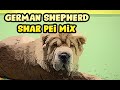German Shepherd Shar Pei Mix