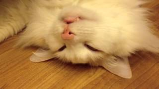 Dreaming cat choke on his own saliva