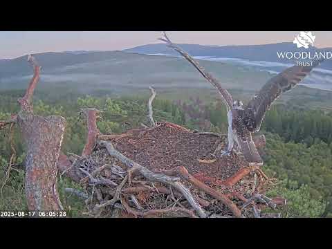 Aerial antics: Darach does a barrel roll on departing Loch Arkaig Osprey Nest Two 17 Aug 2025 (zoom)